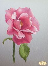 Тэла Артис | Эскиз розы. Размер - 24 х 33 см