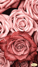 Тэла Артис | Пудровые розы. Размер - 24 х 42 см