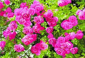 Матрёнин Посад | Куст красной розы. Размер - 49 х 37 см