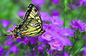 Бабочка на лиловых цветах. Размер - 34 х 28 см.